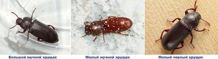 На фото виды хрущака